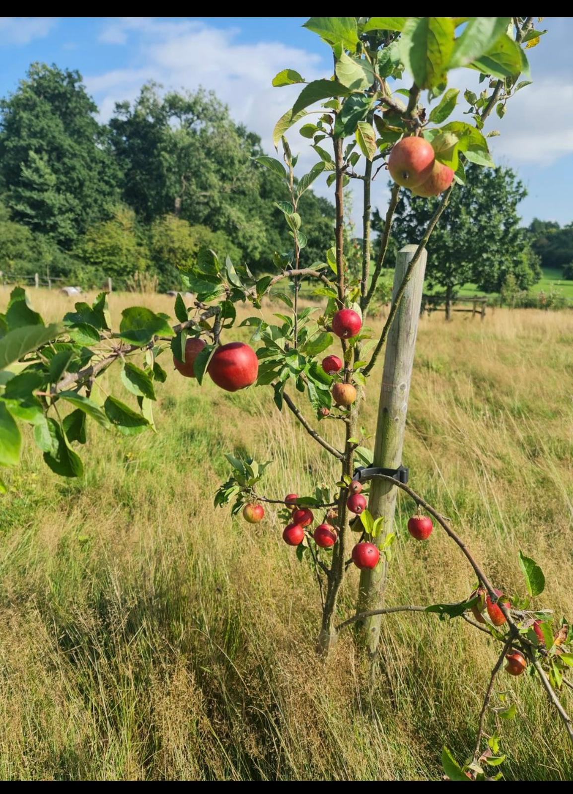 Red apples growing on a young tree at The Peace Orchard