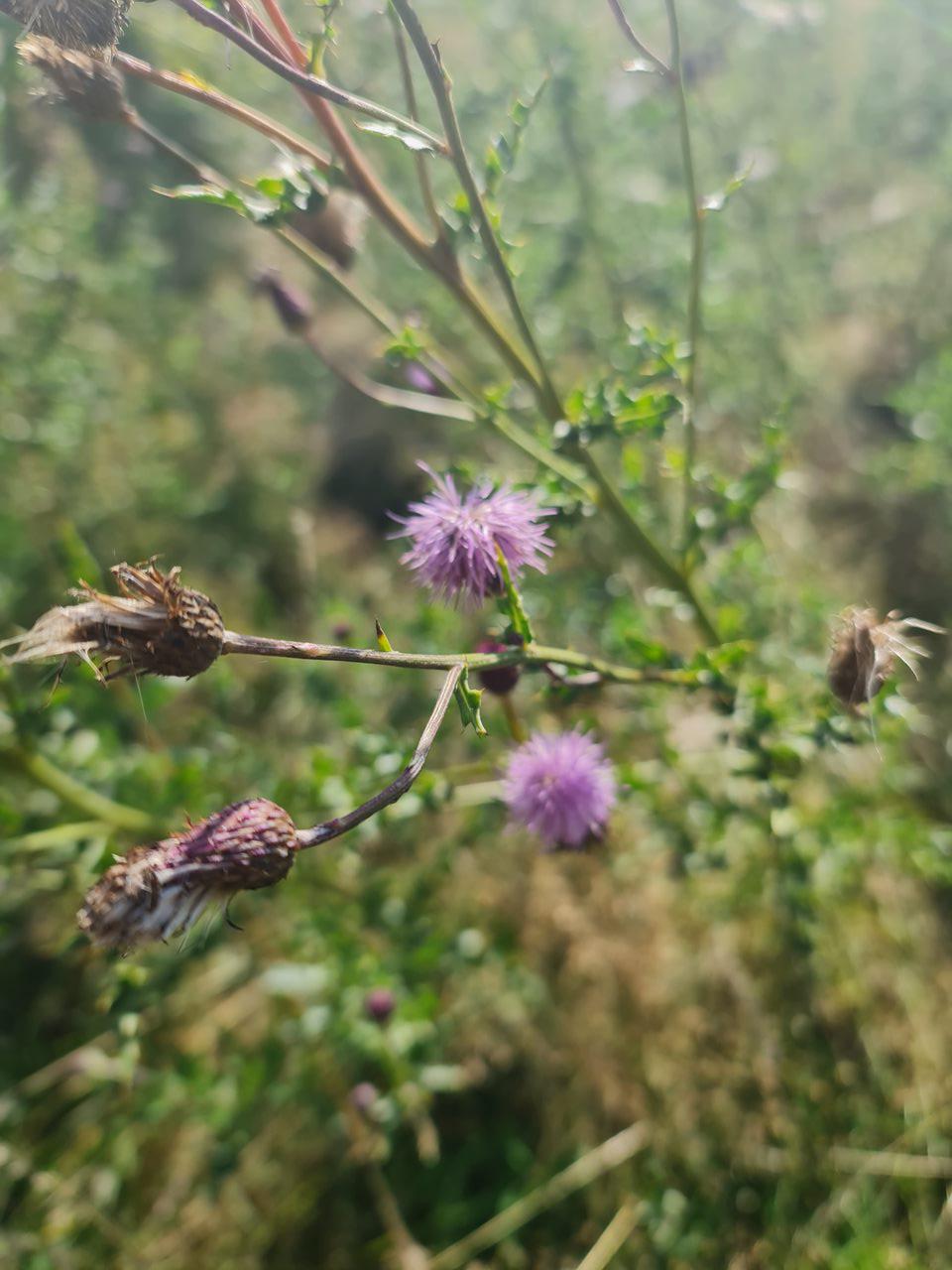Wildflowers in the summer meadow