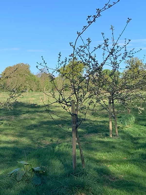 Young orchard trees at Coundon Hall Park in spring
