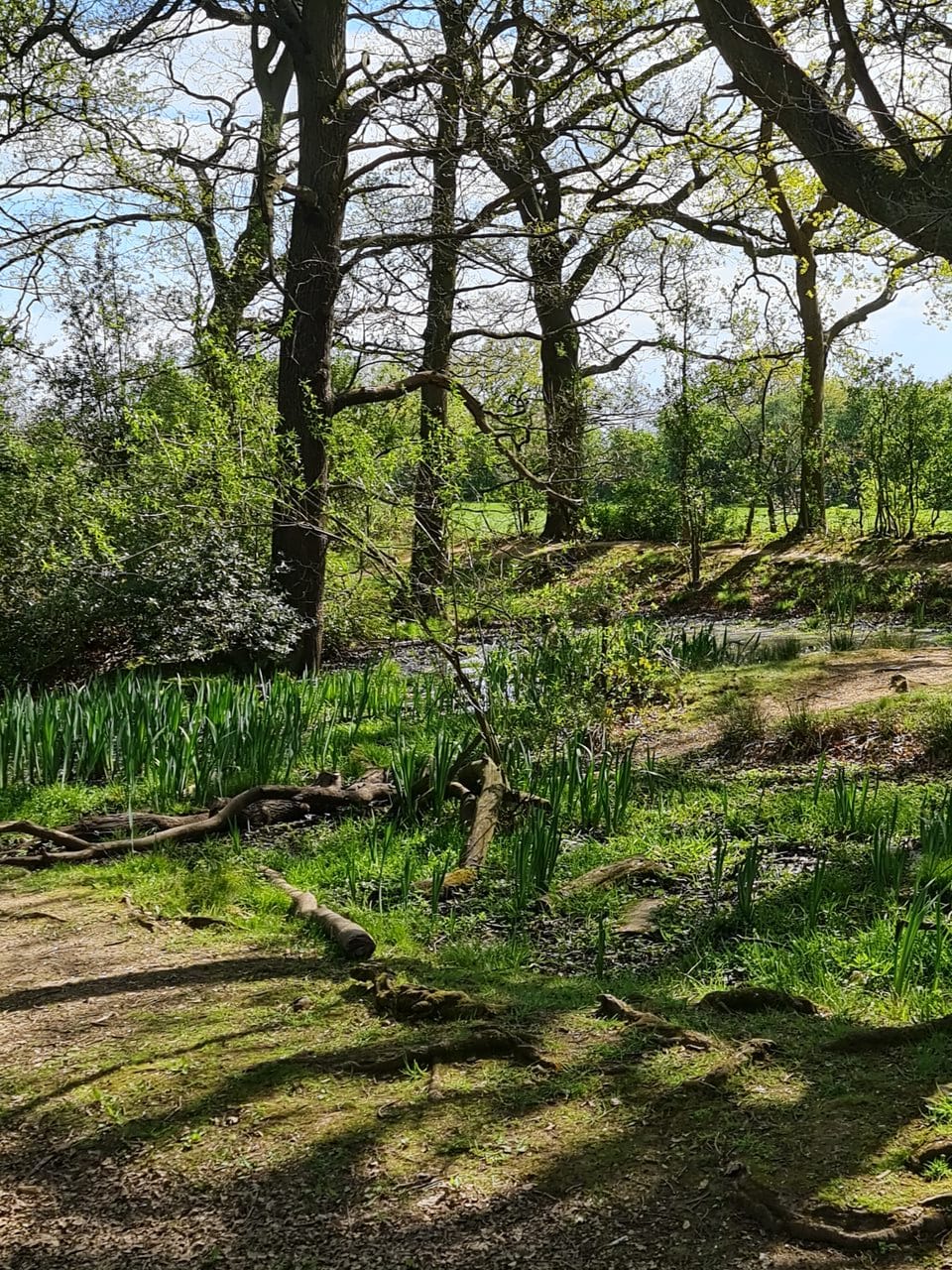 Bluebell woodland path at Coundon Hall Park